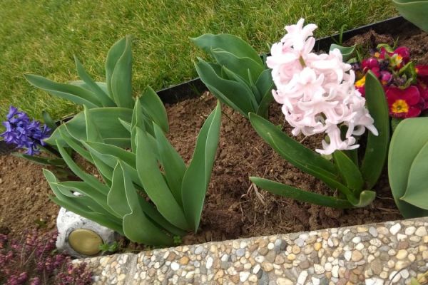 tulipan-kert-110D42815D2-258F-98ED-E4AE-E4F56B9A352B.jpg